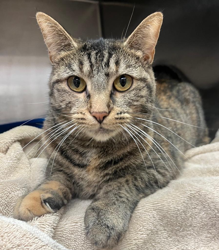 Enlarge Helena, a Adoptable mixed breed in Lima, OH image 1/1