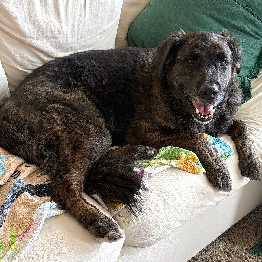 Rocky, Adoptable, Adult Male Mixed Breed.