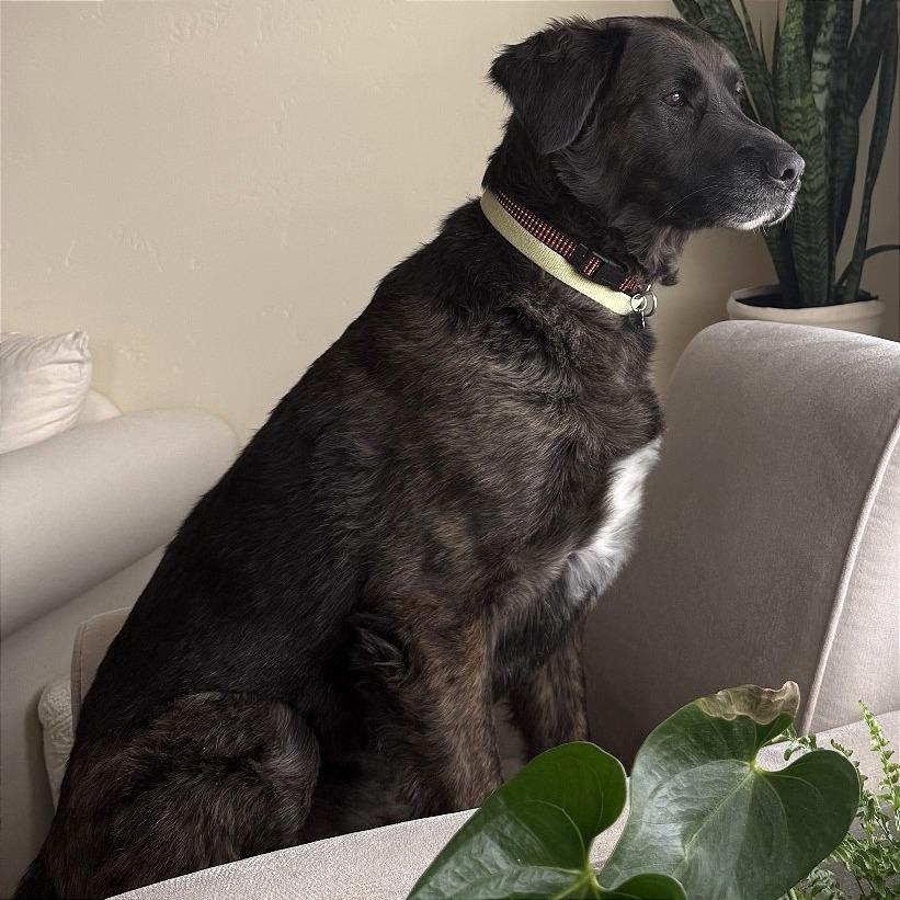 Rocky, a Adoptable Mixed Breed in Murray, UT image 2/5