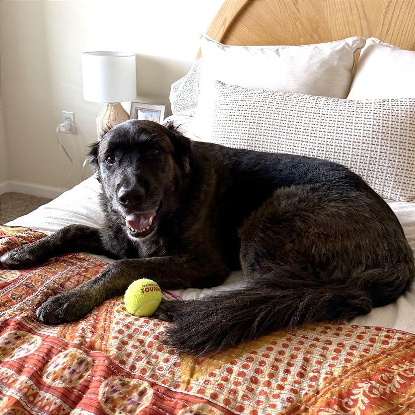 Rocky, a Adoptable Mixed Breed in Murray, UT image 3/5