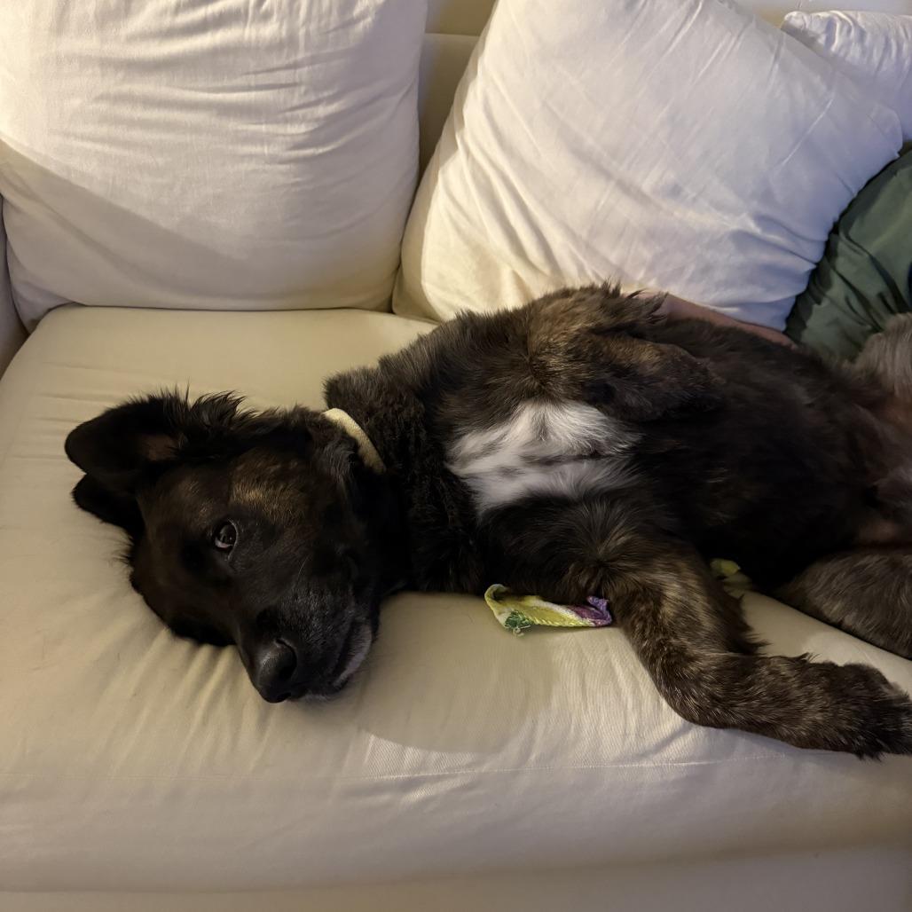 Rocky, a Adoptable Mixed Breed in Murray, UT image 4/5