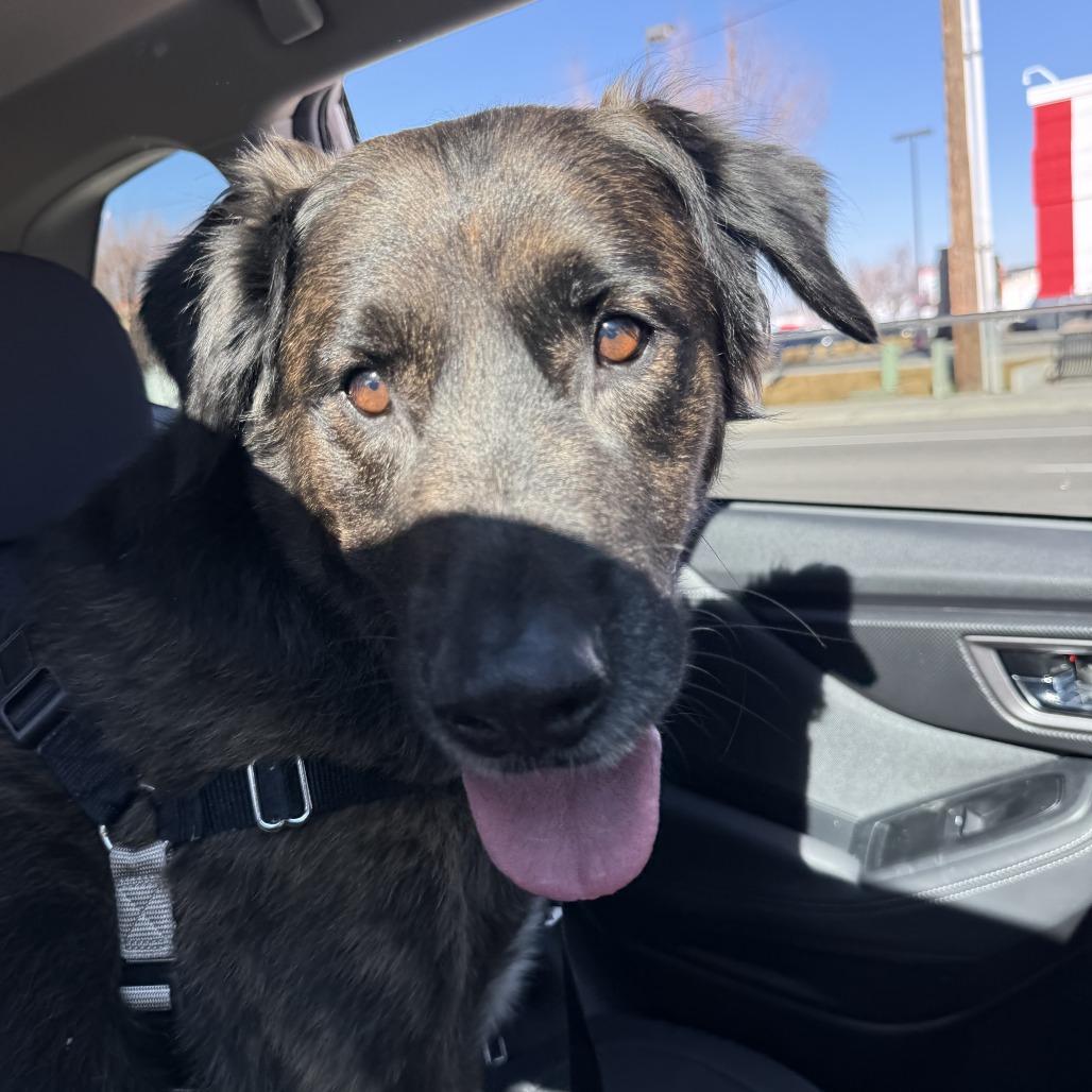 Rocky, a Adoptable Mixed Breed in Murray, UT image 5/5