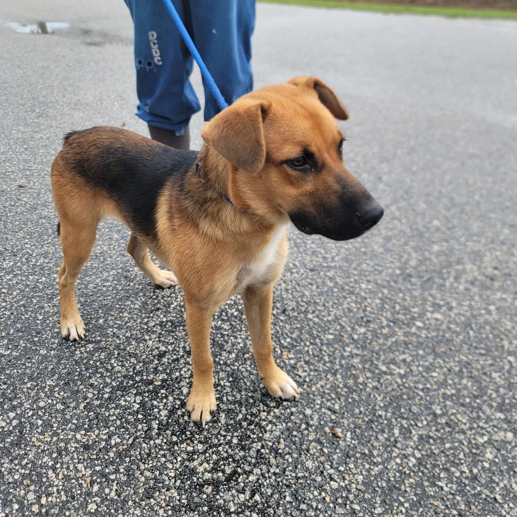 Buddy, Adoptable, Young Male German Shepherd Dog & Mixed Breed.