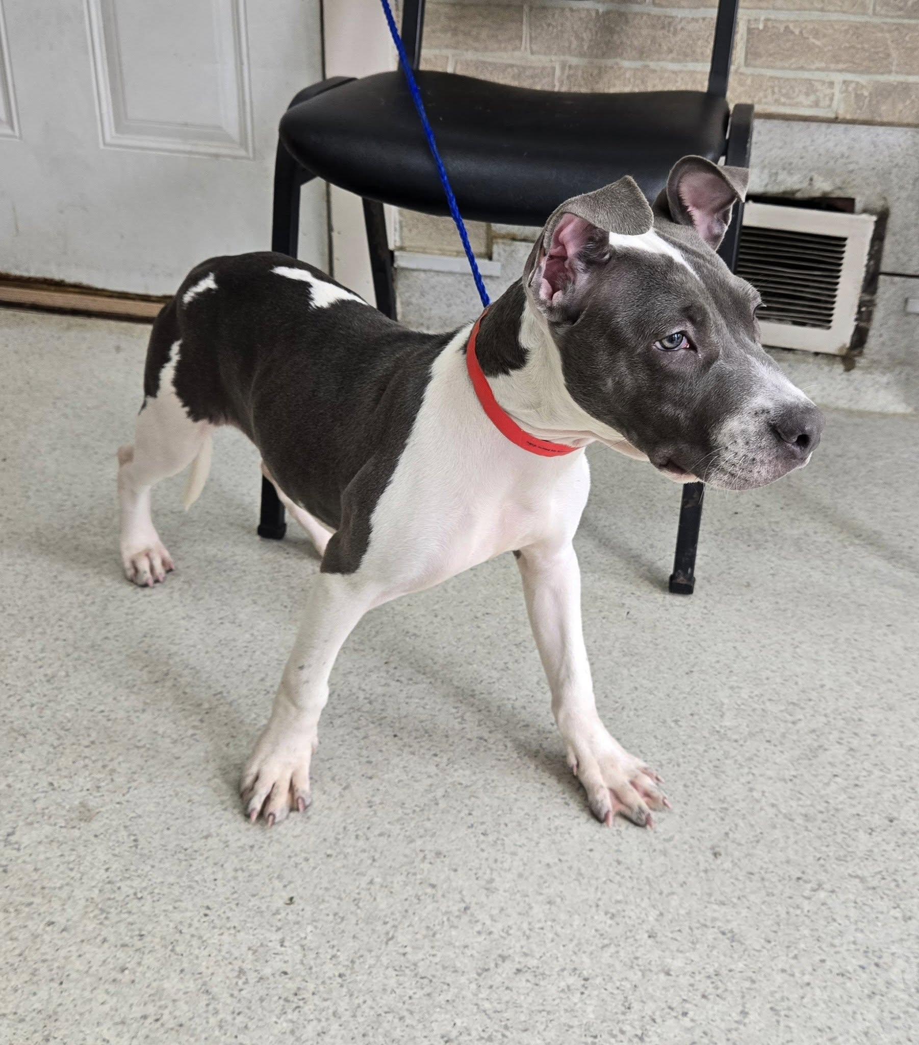 Enlarge Winnie, a Adoptable mixed breed in Freeport, IL image 3/6