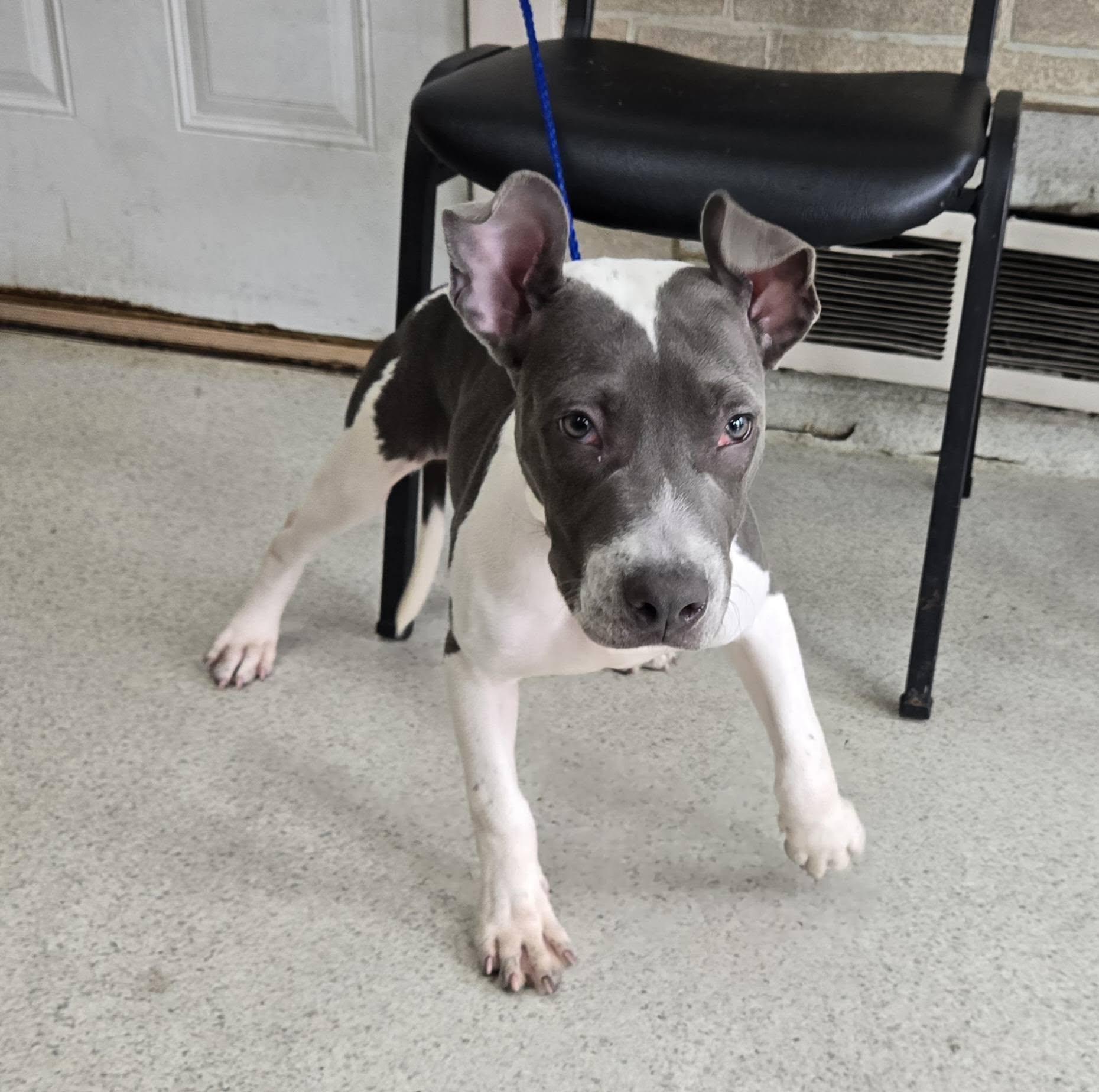 Enlarge Winnie, a Adoptable mixed breed in Freeport, IL image 4/6