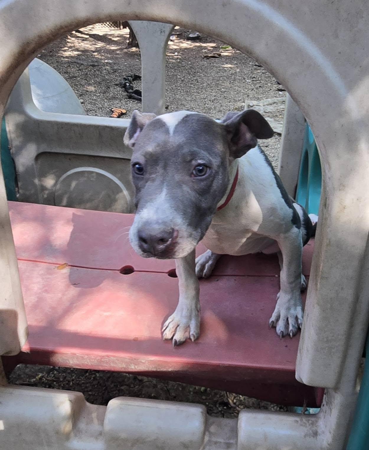 Enlarge Winnie, a Adoptable mixed breed in Freeport, IL image 5/6