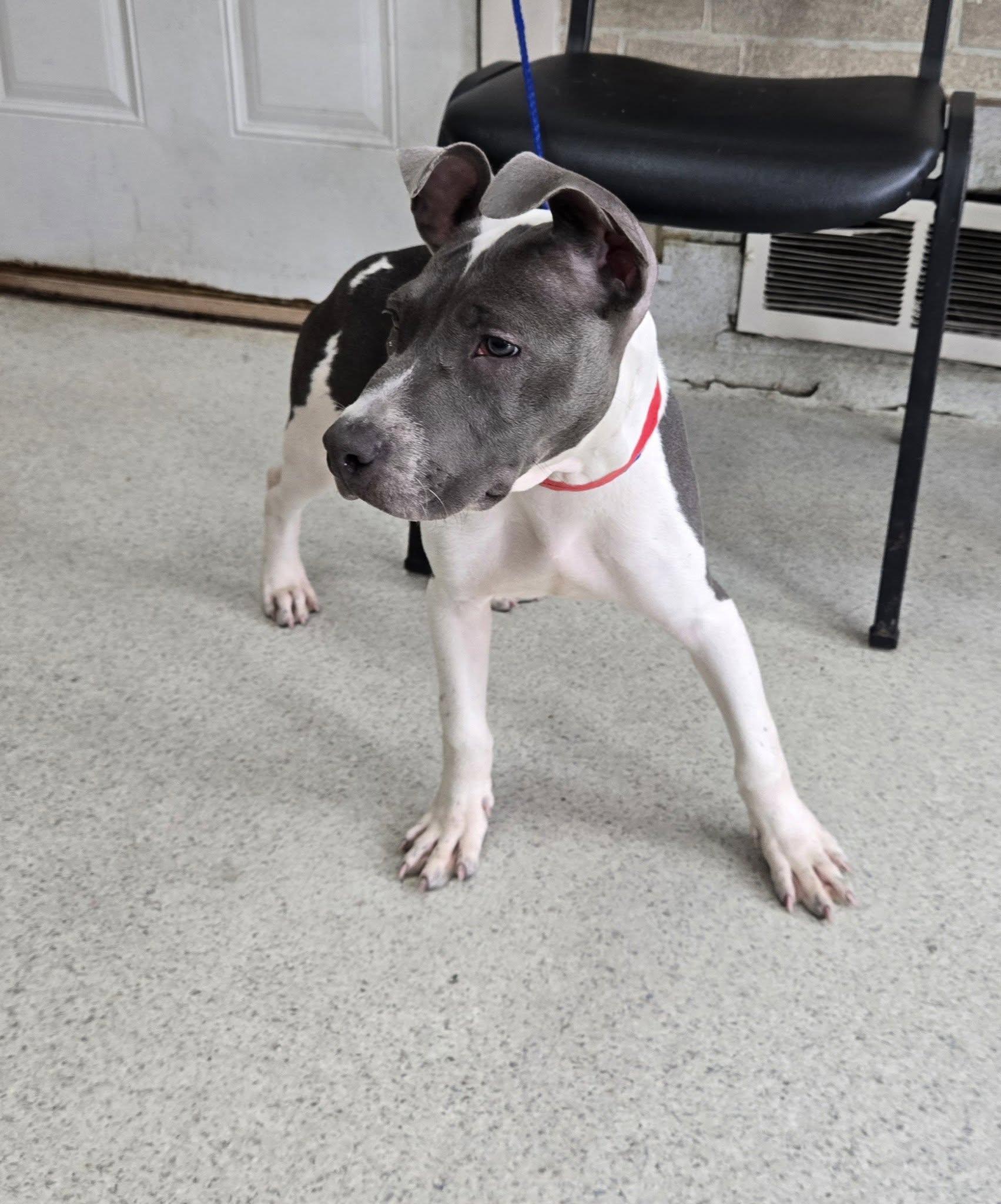 Enlarge Winnie, a Adoptable mixed breed in Freeport, IL image 1/6