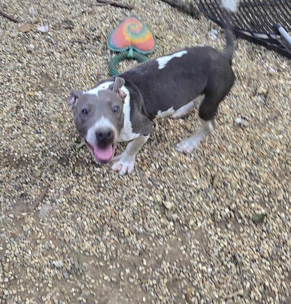 Enlarge Winnie, a Adoptable mixed breed in Freeport, IL image 6/6