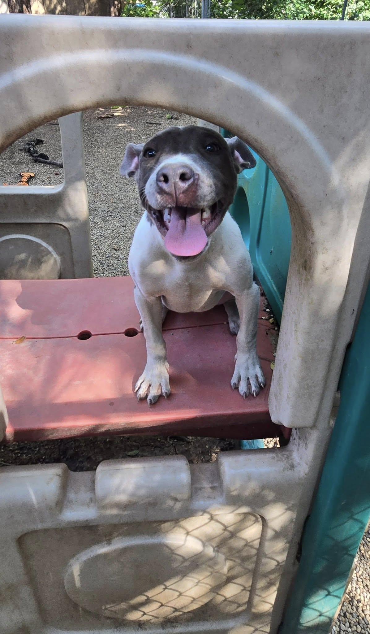 Enlarge Winnie, a Adoptable mixed breed in Freeport, IL image 2/6