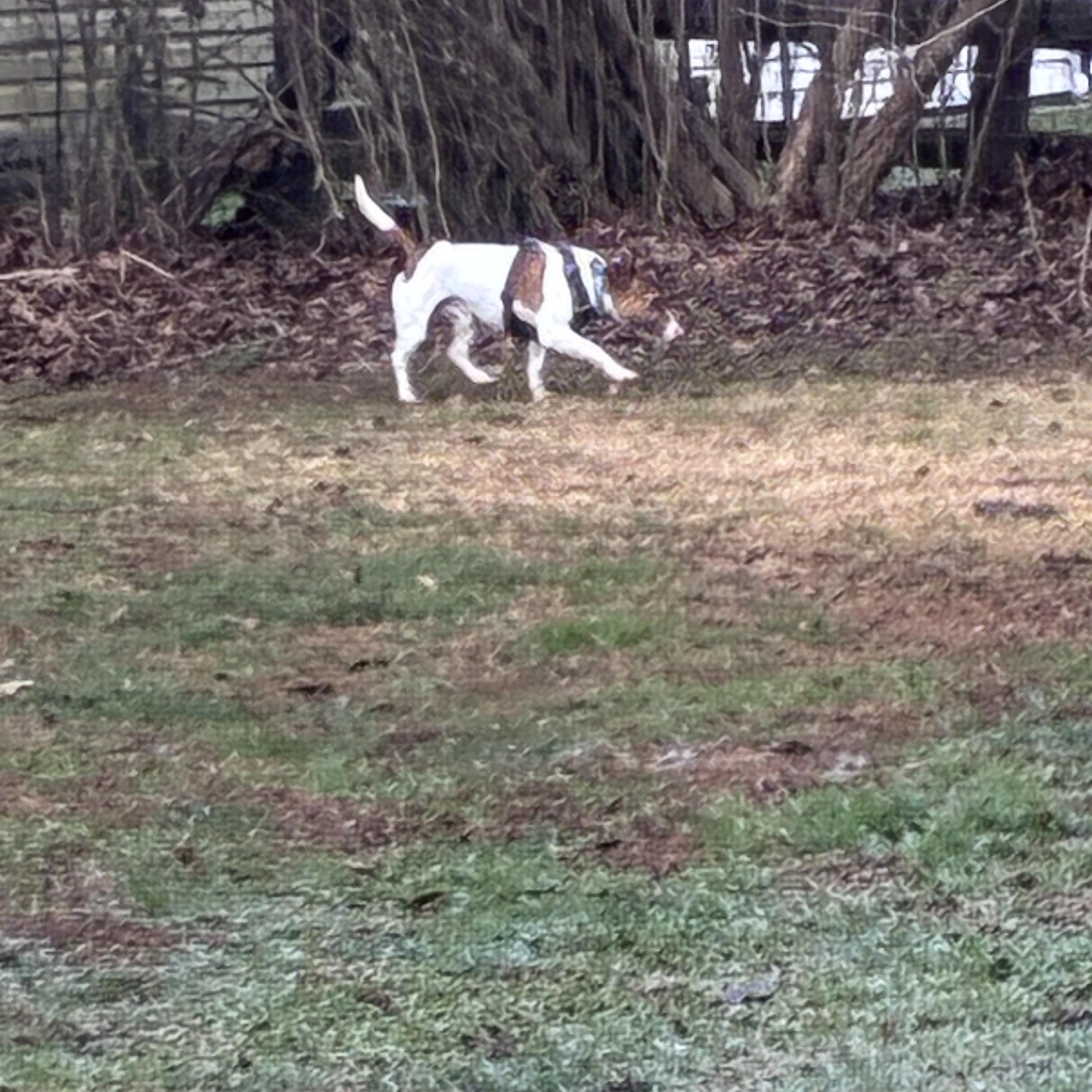 Enlarge Elvis, a ADOPTABLE Jack Russell Terrier in Lincoln University, PA image 2/4