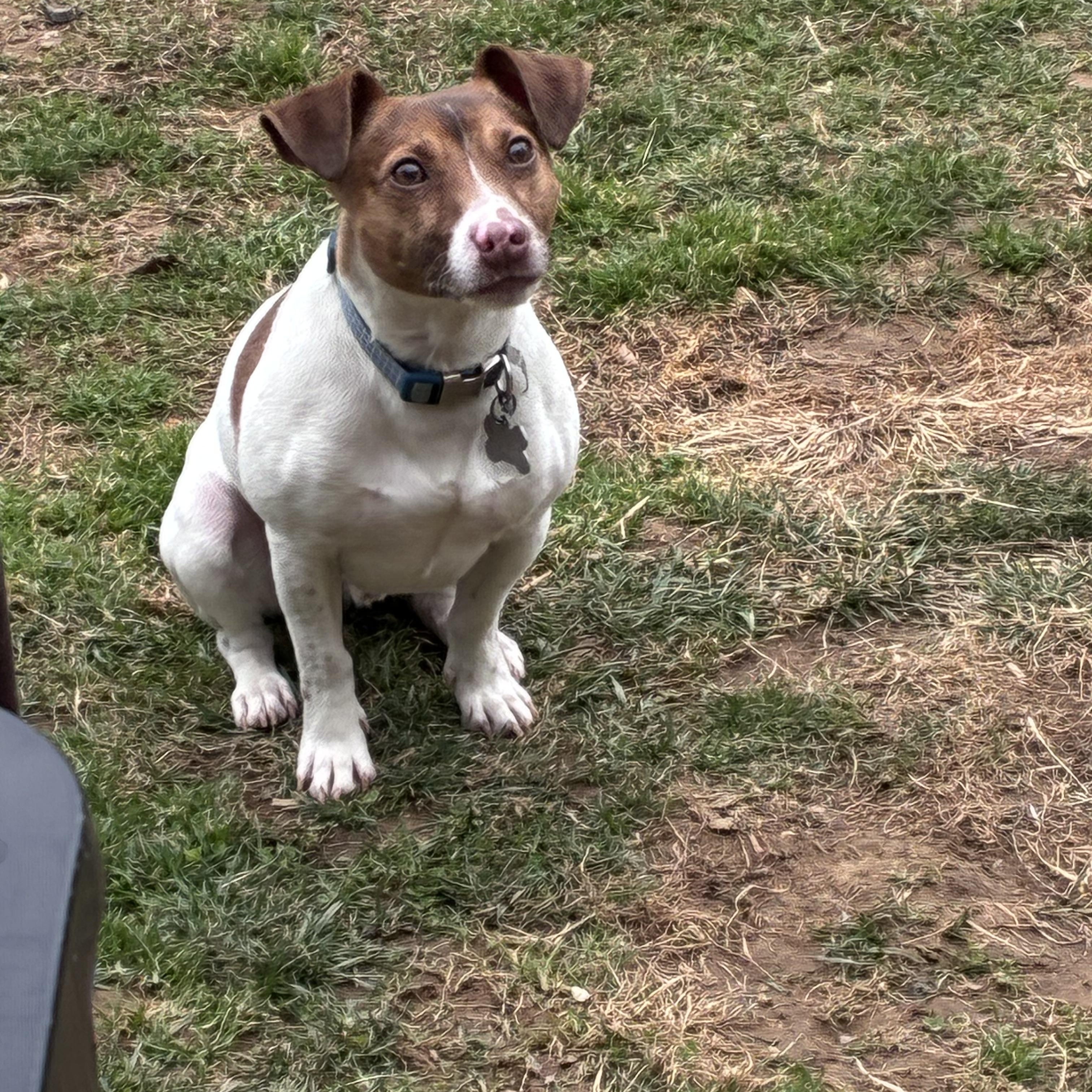 Elvis, ADOPTABLE, Young Male Jack Russell Terrier.