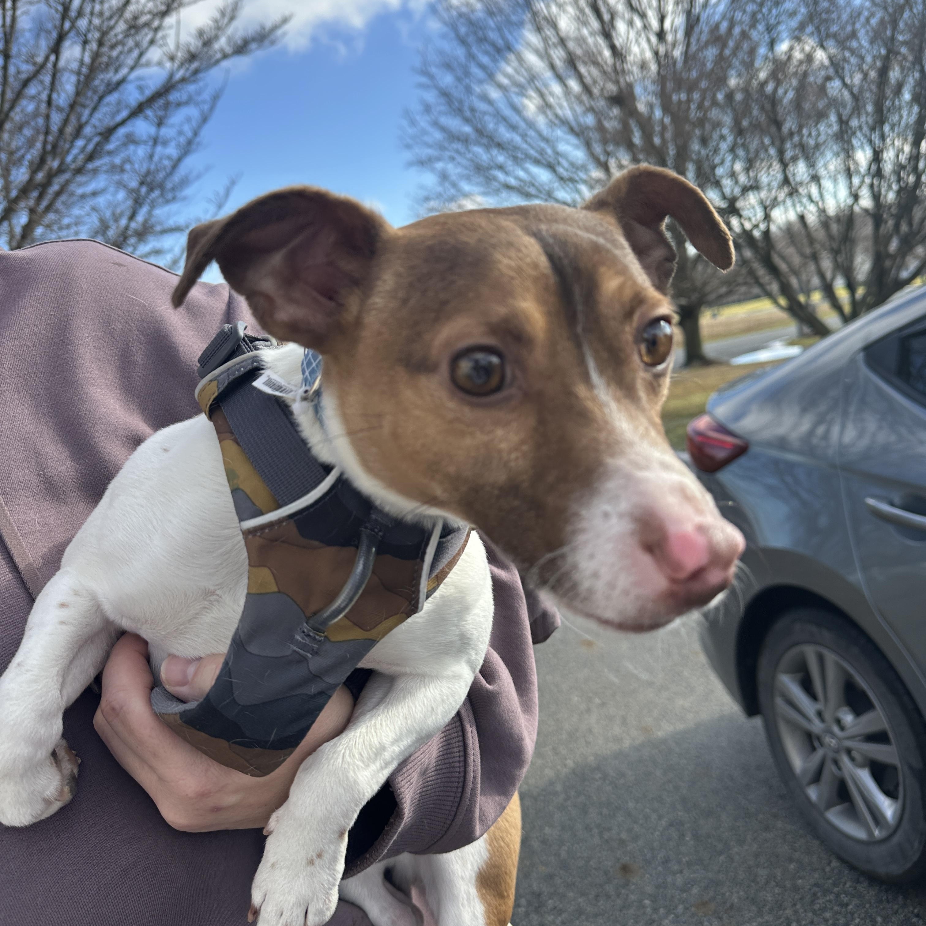 Enlarge Elvis, a ADOPTABLE Jack Russell Terrier in Lincoln University, PA image 3/4
