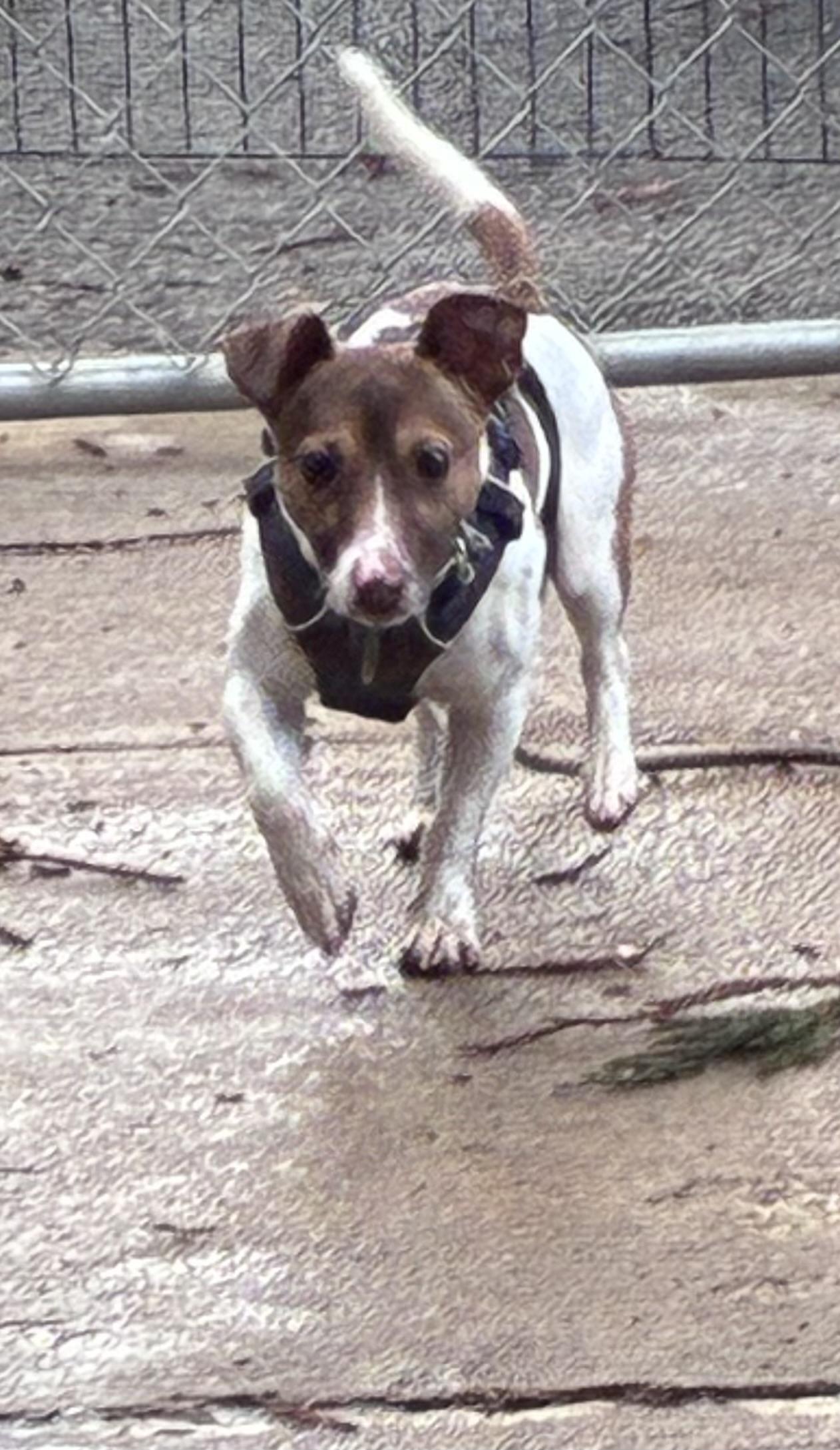 Enlarge Elvis, a ADOPTABLE Jack Russell Terrier in Lincoln University, PA image 1/4