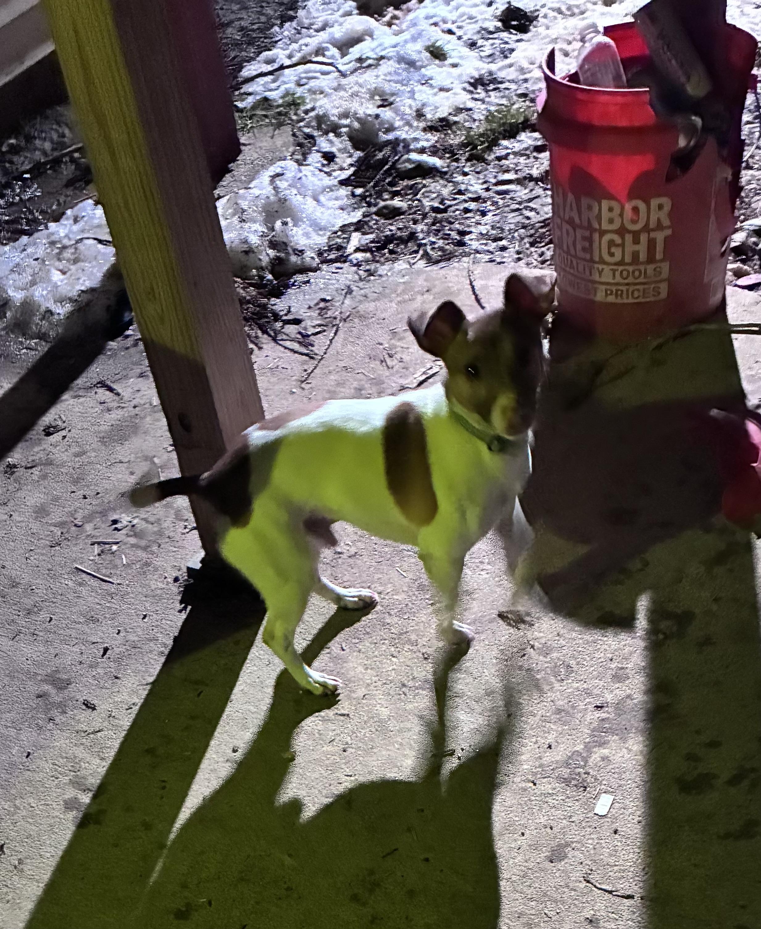 Elvis, ADOPTABLE, Young Male Jack Russell Terrier.