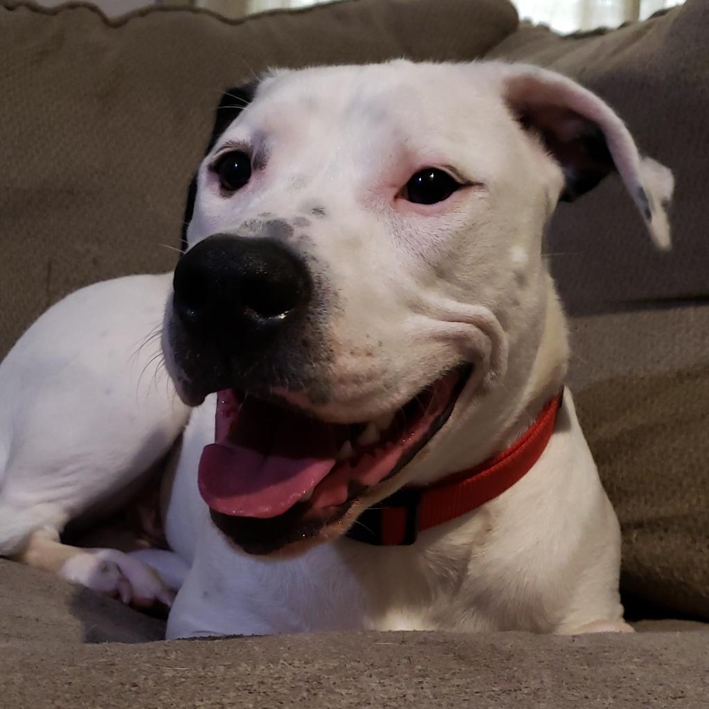 Enlarge Edward, a Adoptable mixed breed in Houston, TX image 1/6