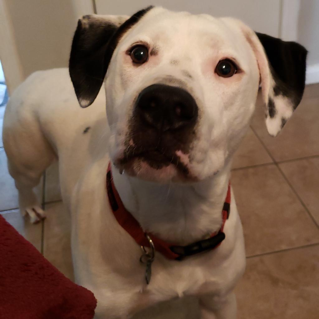 Enlarge Edward, a Adoptable mixed breed in Houston, TX image 2/6