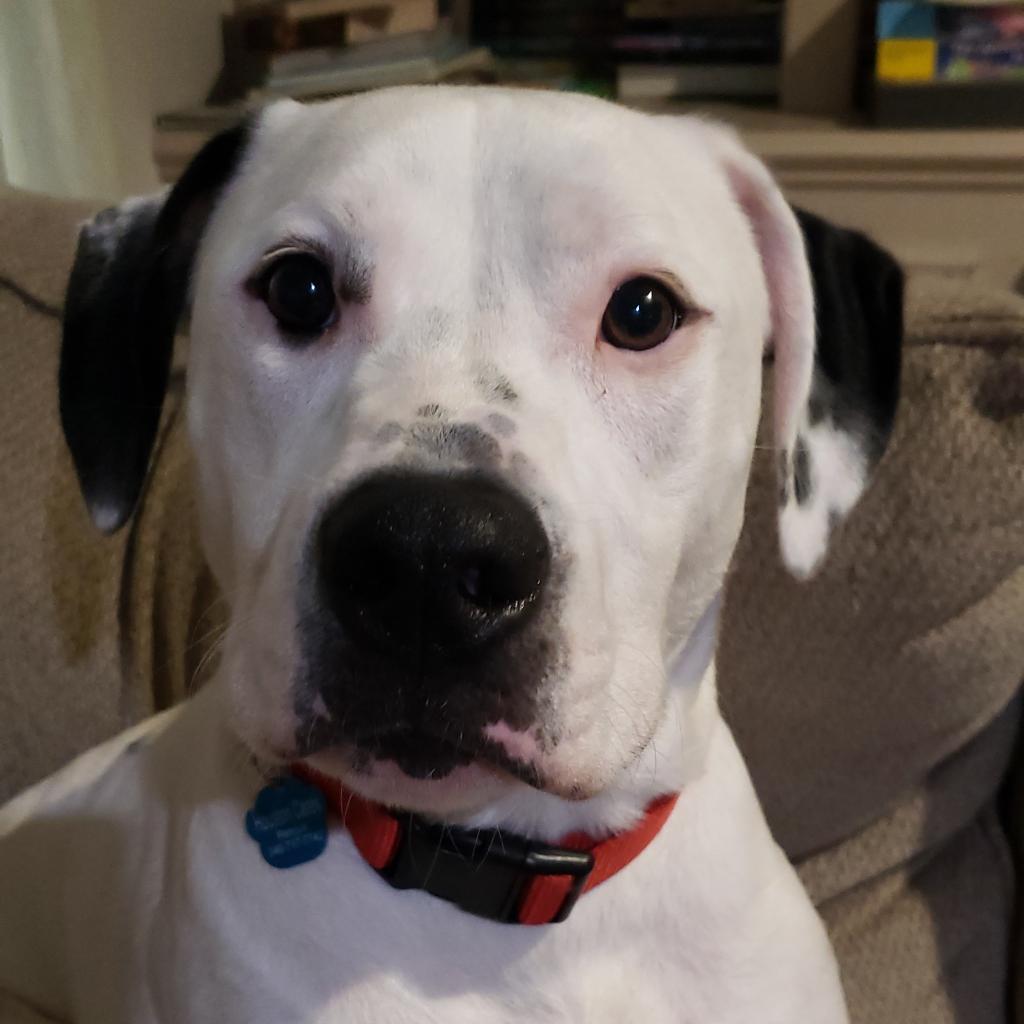 Enlarge Edward, a Adoptable mixed breed in Houston, TX image 3/6