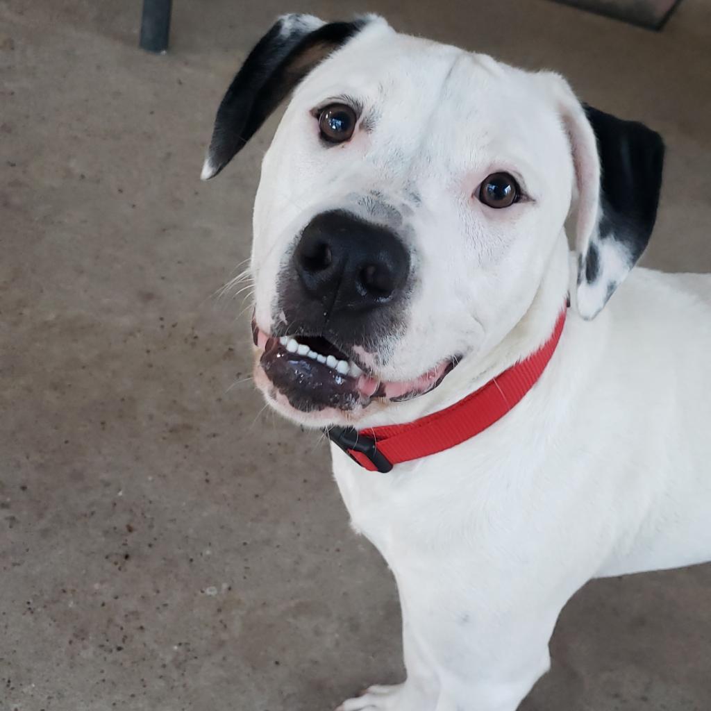 Enlarge Edward, a Adoptable mixed breed in Houston, TX image 4/6