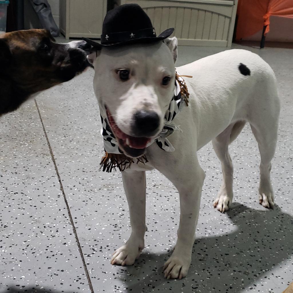 Enlarge Edward, a Adoptable mixed breed in Houston, TX image 5/6