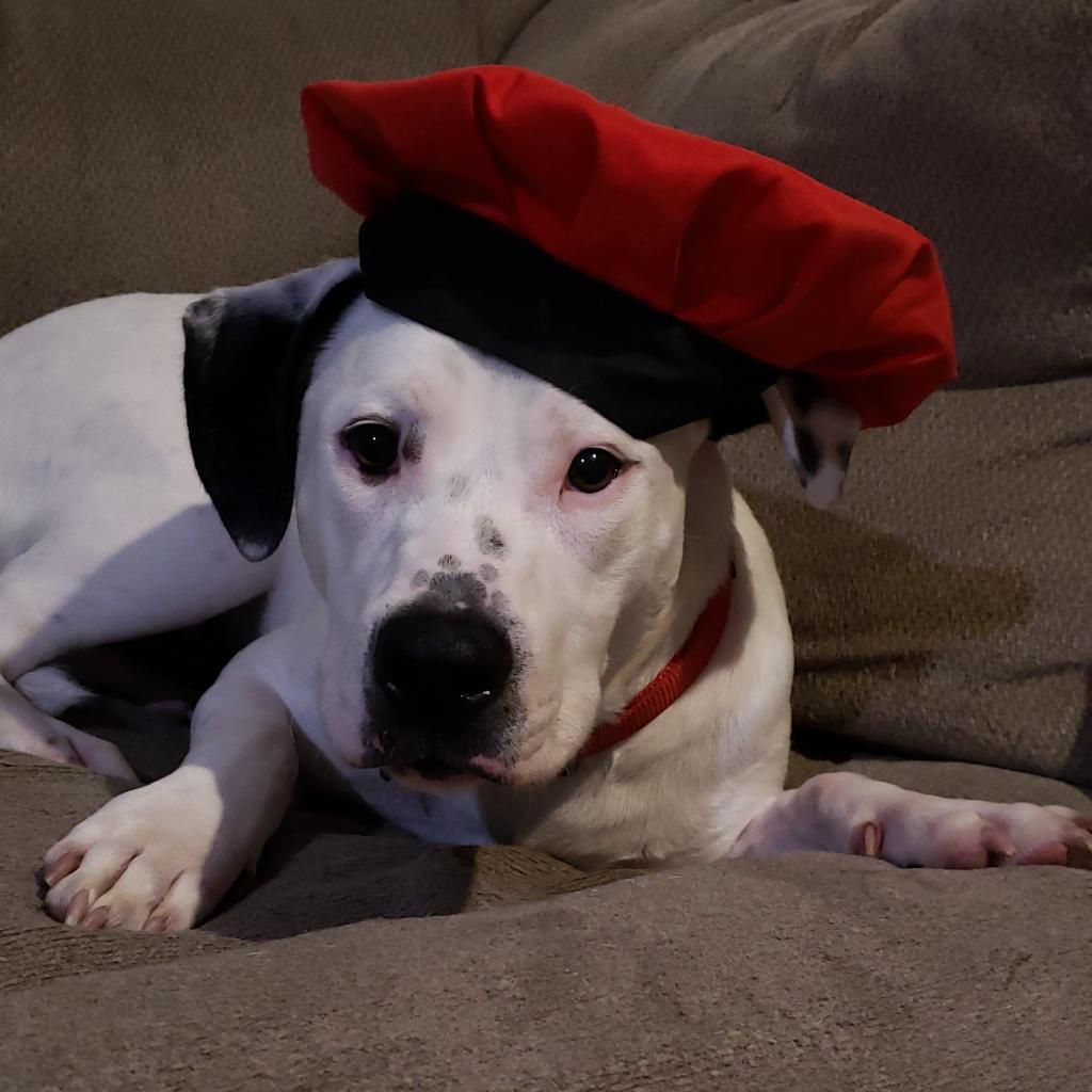 Enlarge Edward, a Adoptable mixed breed in Houston, TX image 6/6