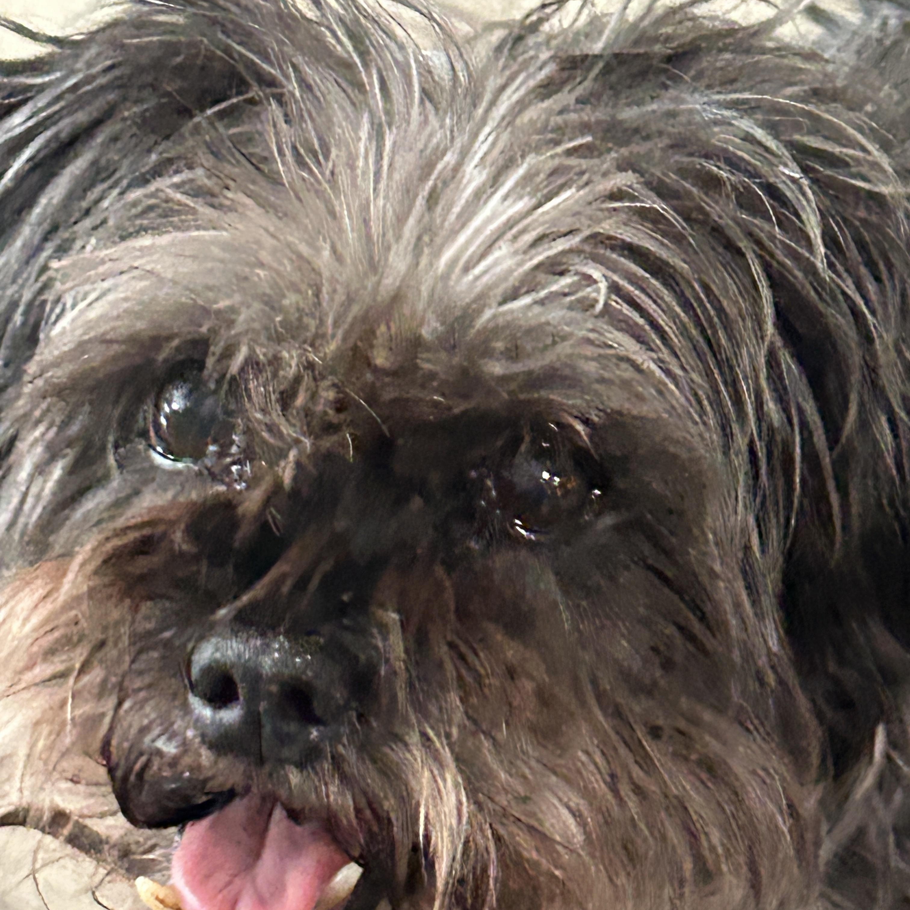 Enlarge Evelyn, a ADOPTABLE mixed breed in Sarasota, FL image 2/3
