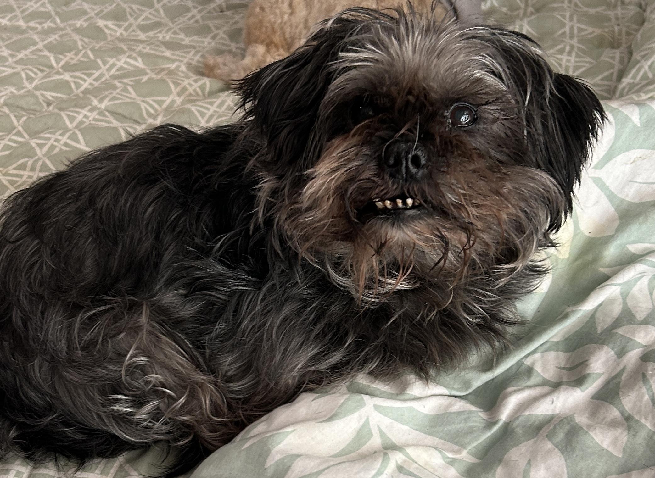 Enlarge Evelyn, a ADOPTABLE mixed breed in Sarasota, FL image 3/3
