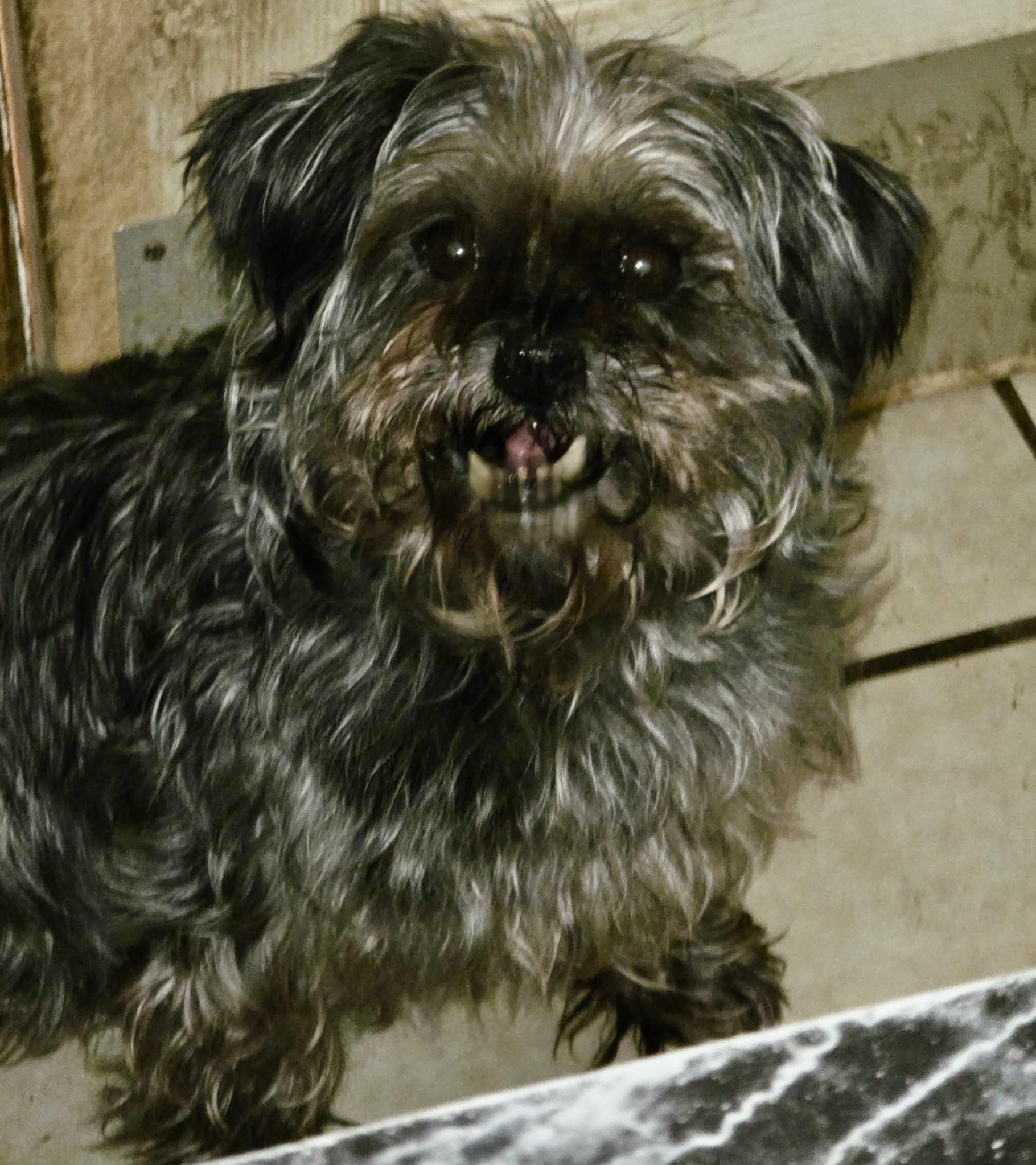 Evelyn, ADOPTABLE, Adult Female Shih Tzu & Yorkshire Terrier.