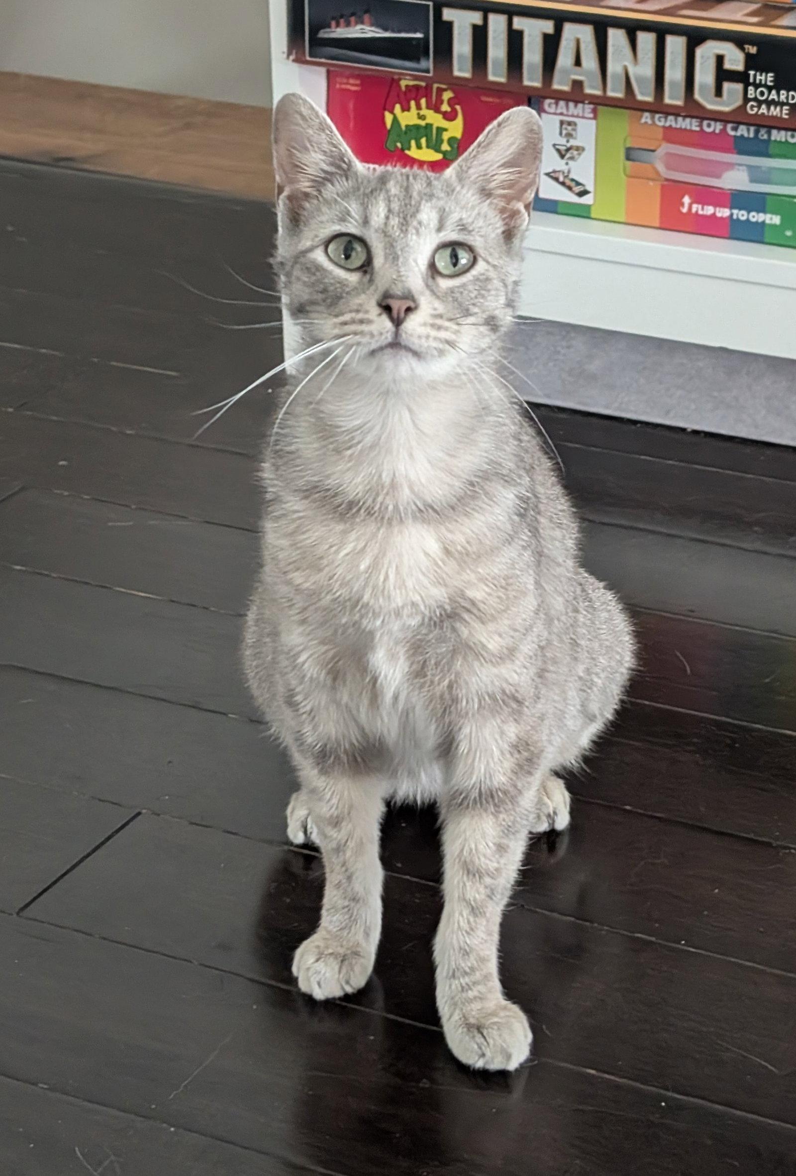 Enlarge Meredith, a Adoptable Domestic Short Hair in Lake Saint Louis, MO image 1/2
