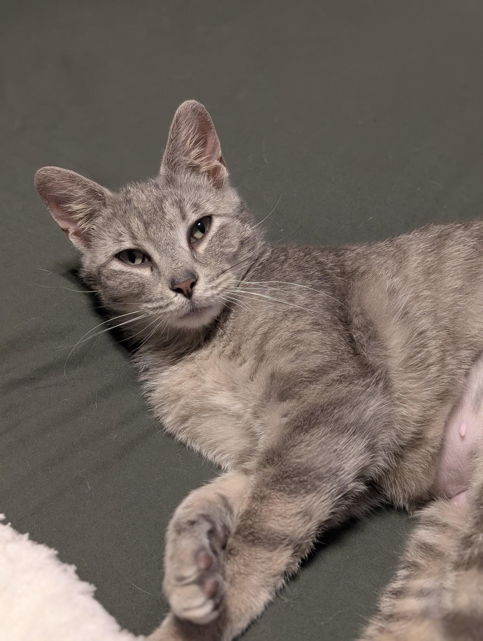 Enlarge Meredith, a Adoptable Domestic Short Hair in Lake Saint Louis, MO image 2/2