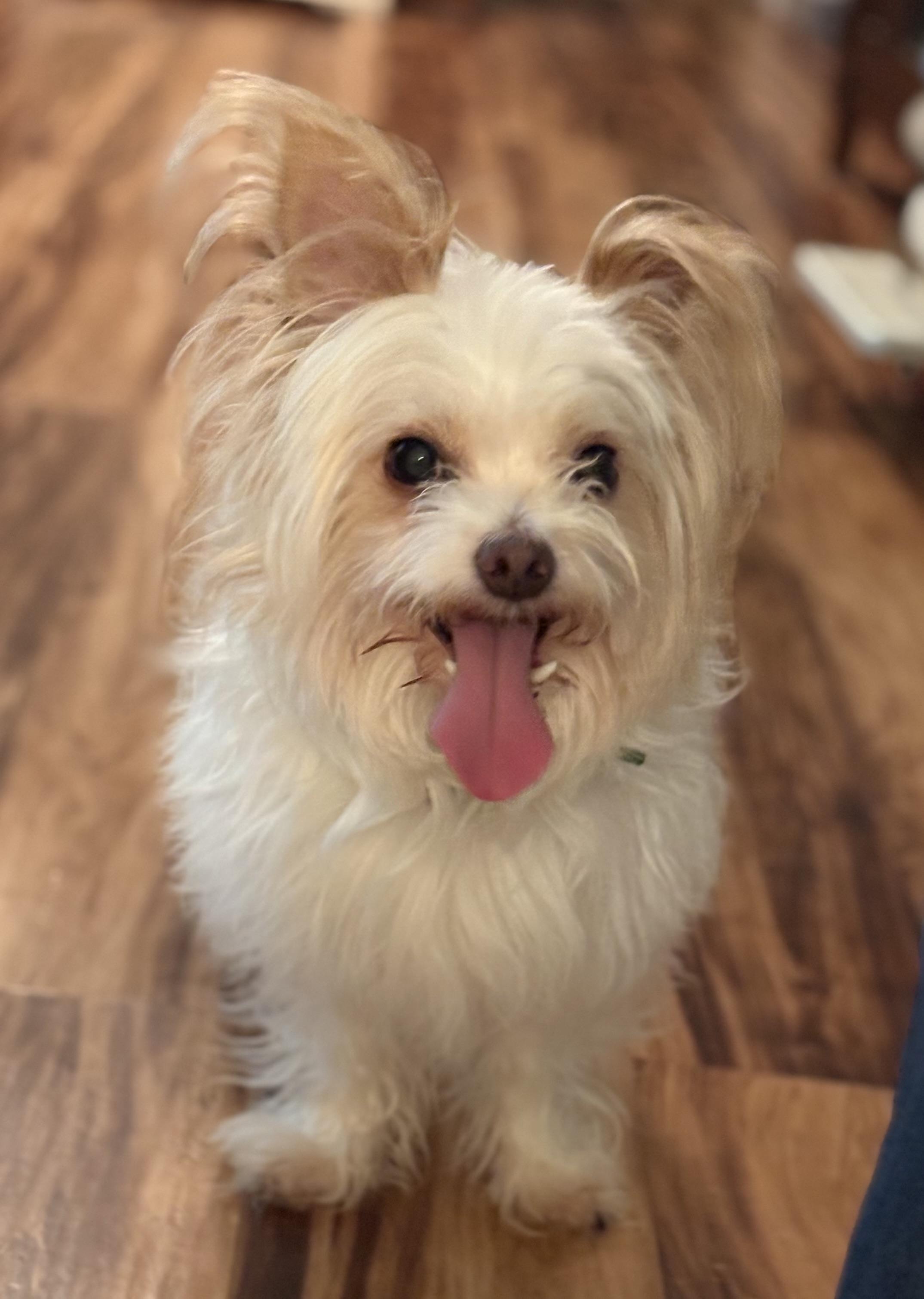 Eli, adopted, Adult Male Maltese & Papillon.