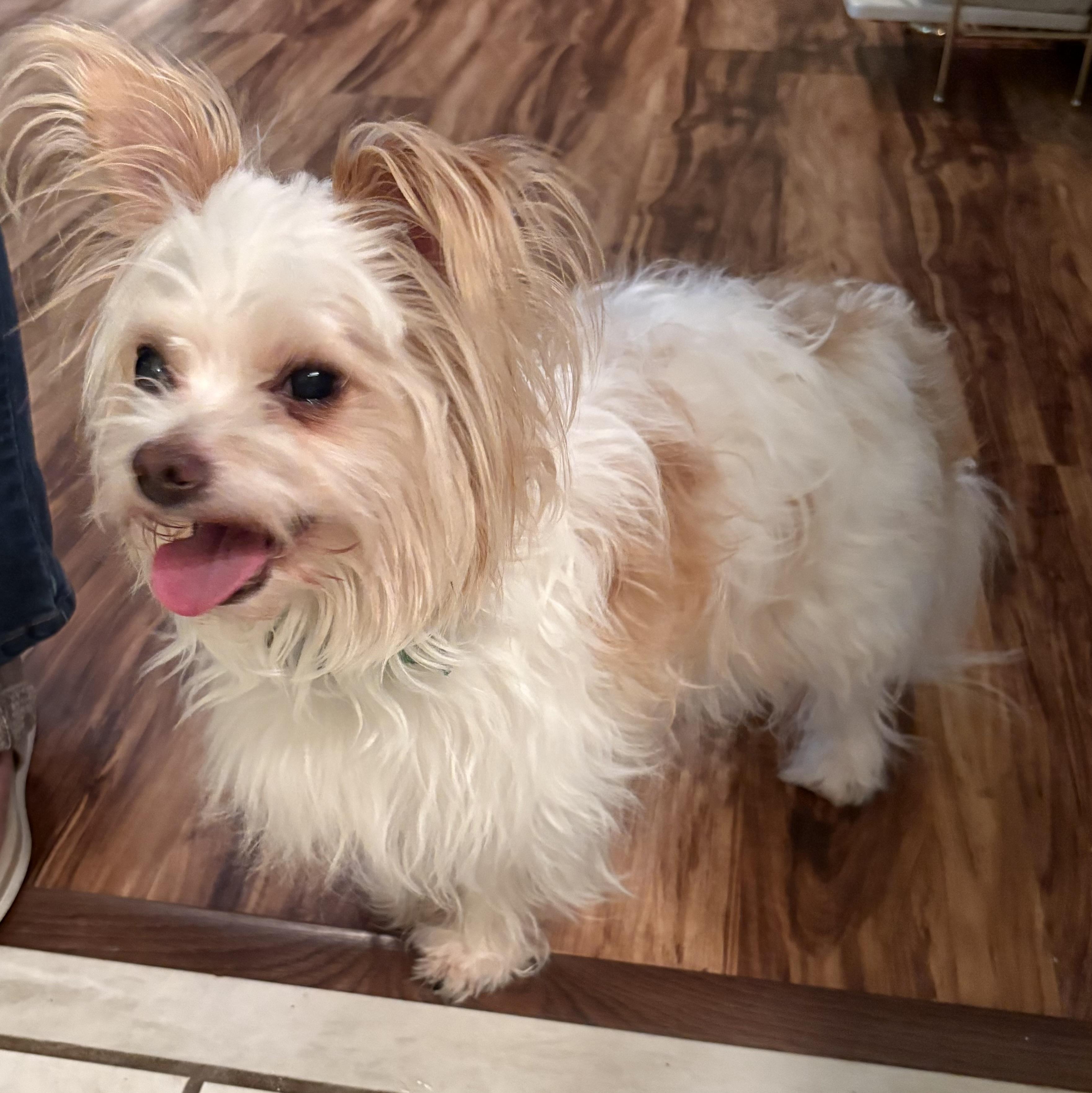 Enlarge Eli, an adopted mixed breed in Brooksville, FL image 5/6