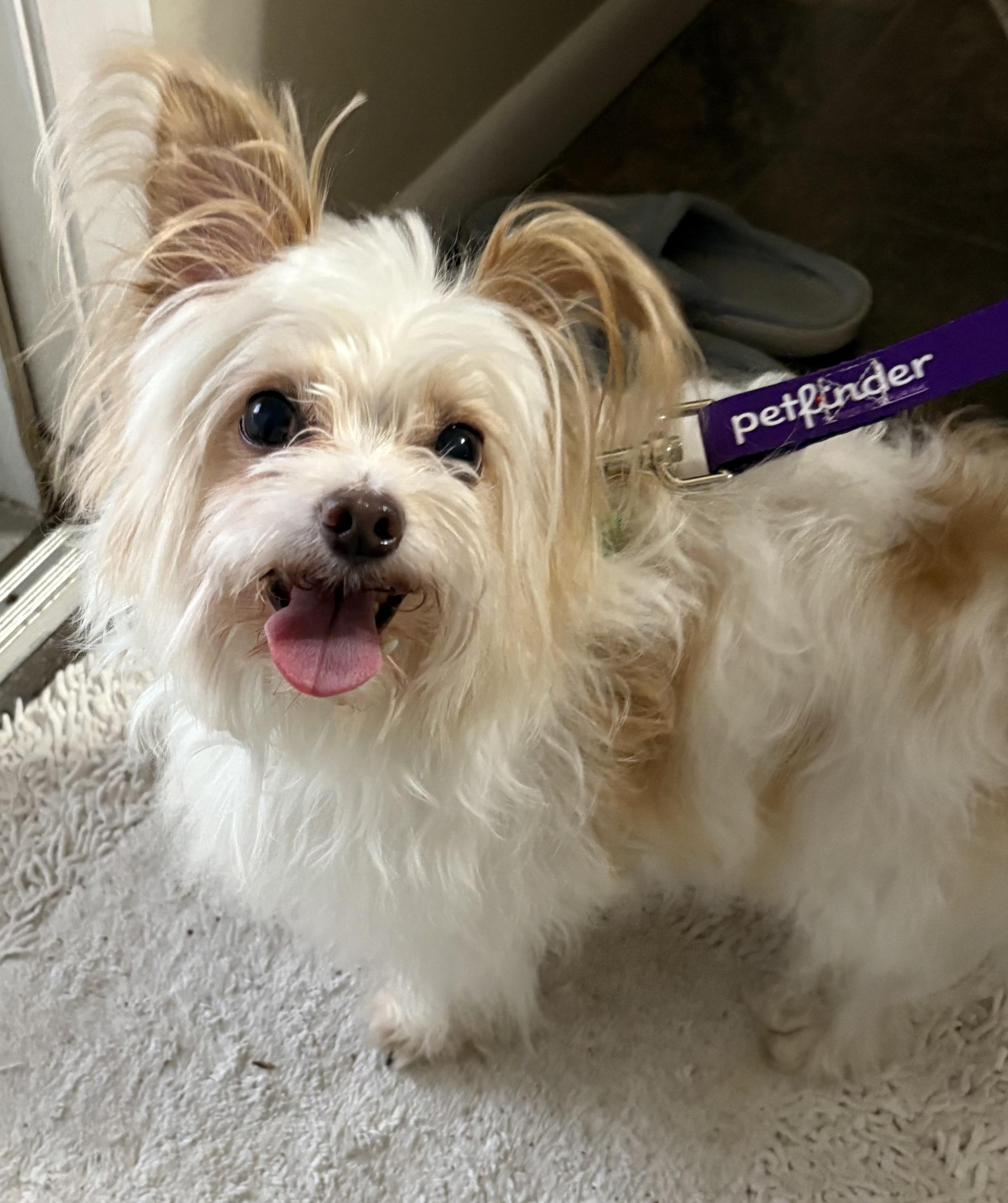 Enlarge Eli, an adopted mixed breed in Brooksville, FL image 4/6