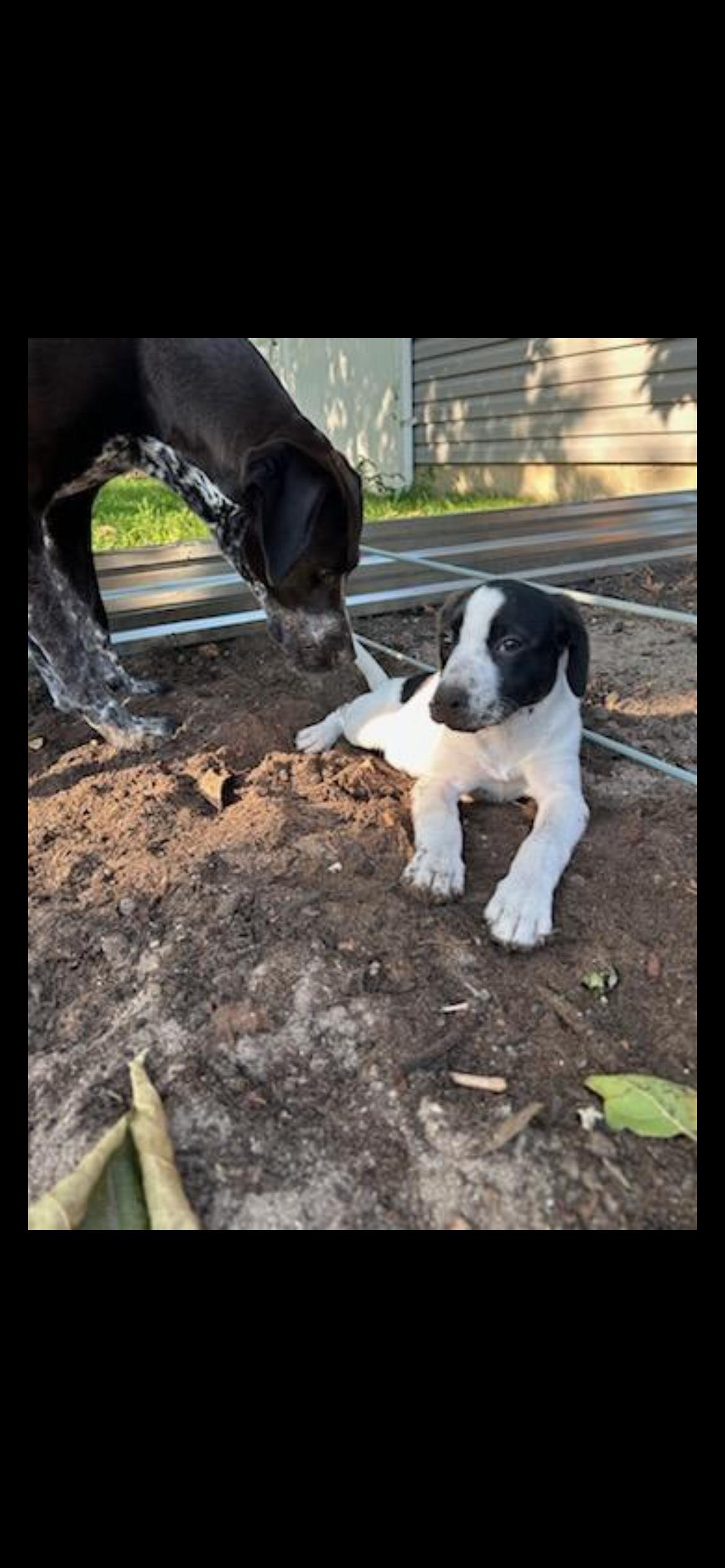 Margaret minnie, Baby Female Terrier