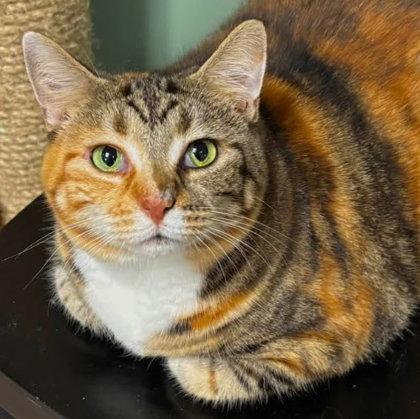 Enlarge Maggie, a Adoptable mixed breed in Hudson, MA image 2/3