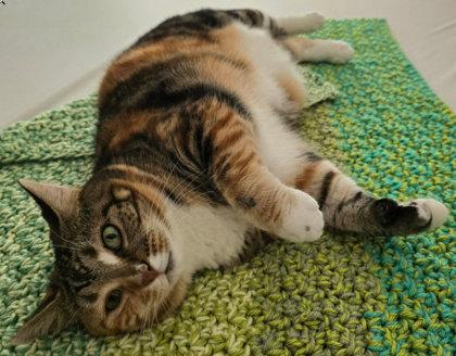 Enlarge Maggie, a Adoptable mixed breed in Hudson, MA image 3/3
