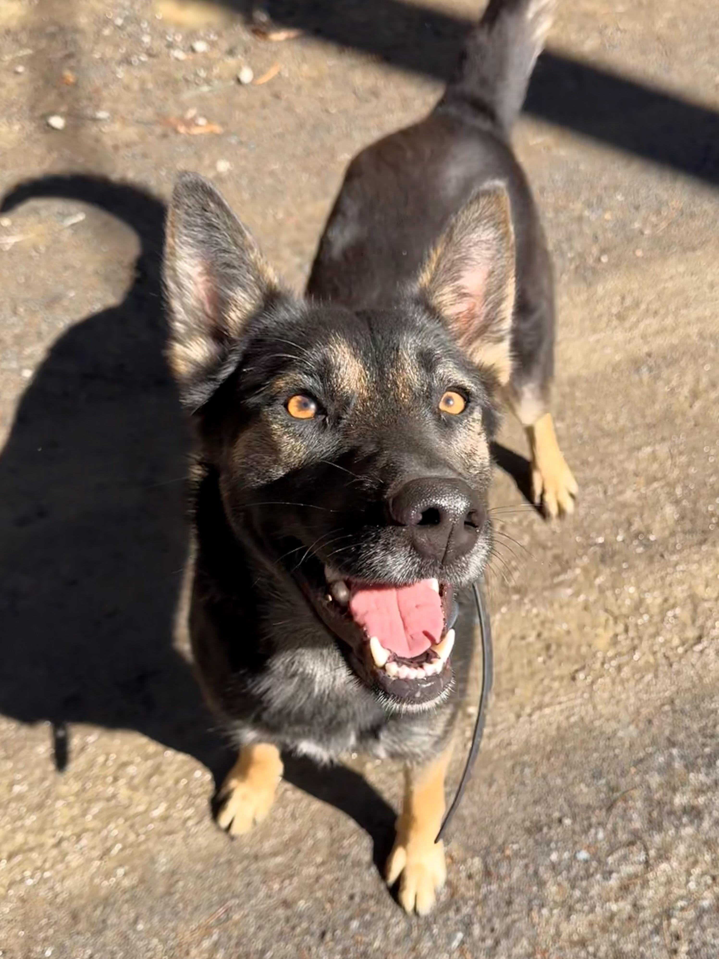 Acasha, ADOPTABLE, Young Female German Shepherd Dog.