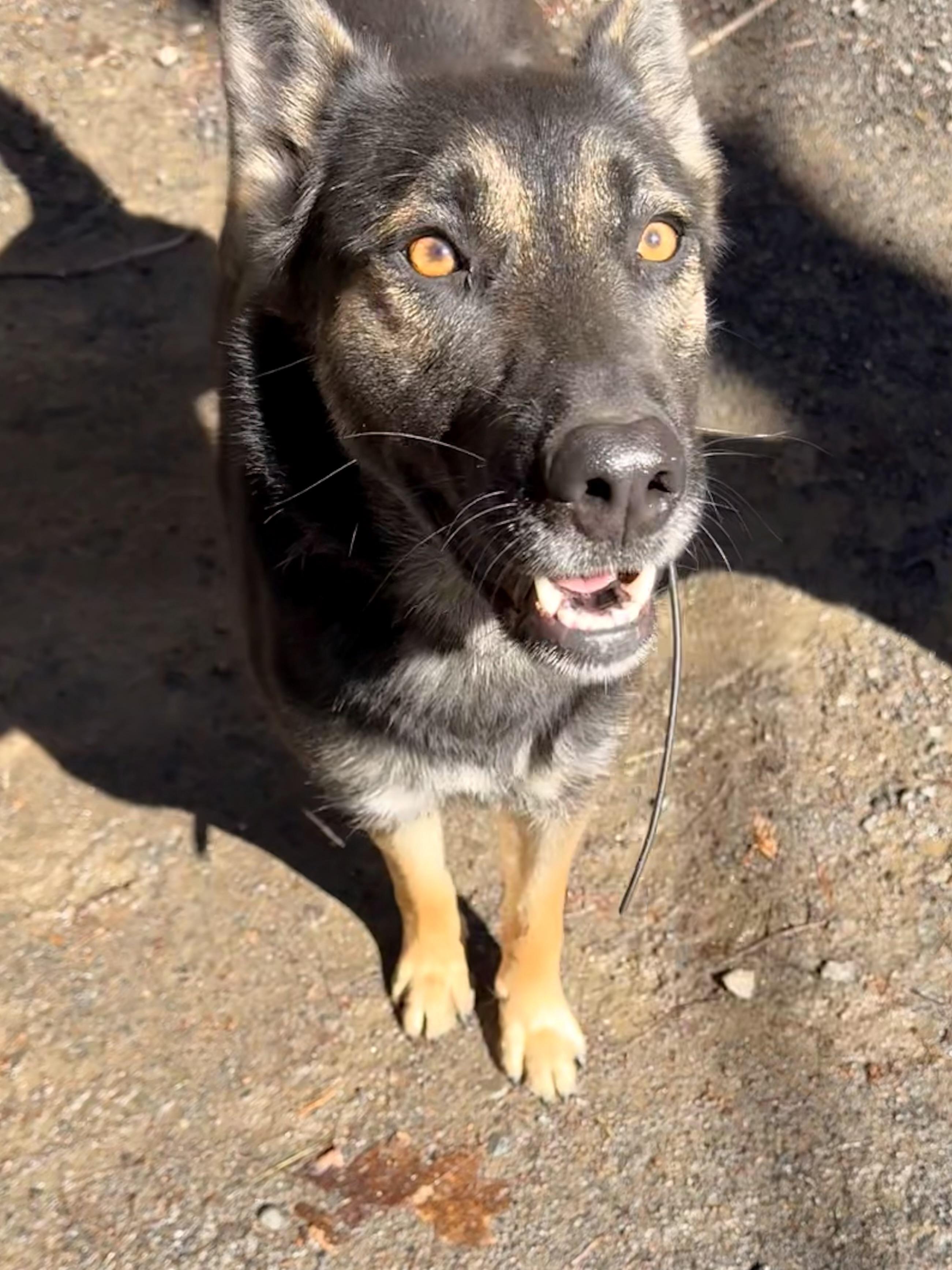 Enlarge Acasha, a ADOPTABLE German Shepherd Dog in Milford, NY image 2/5