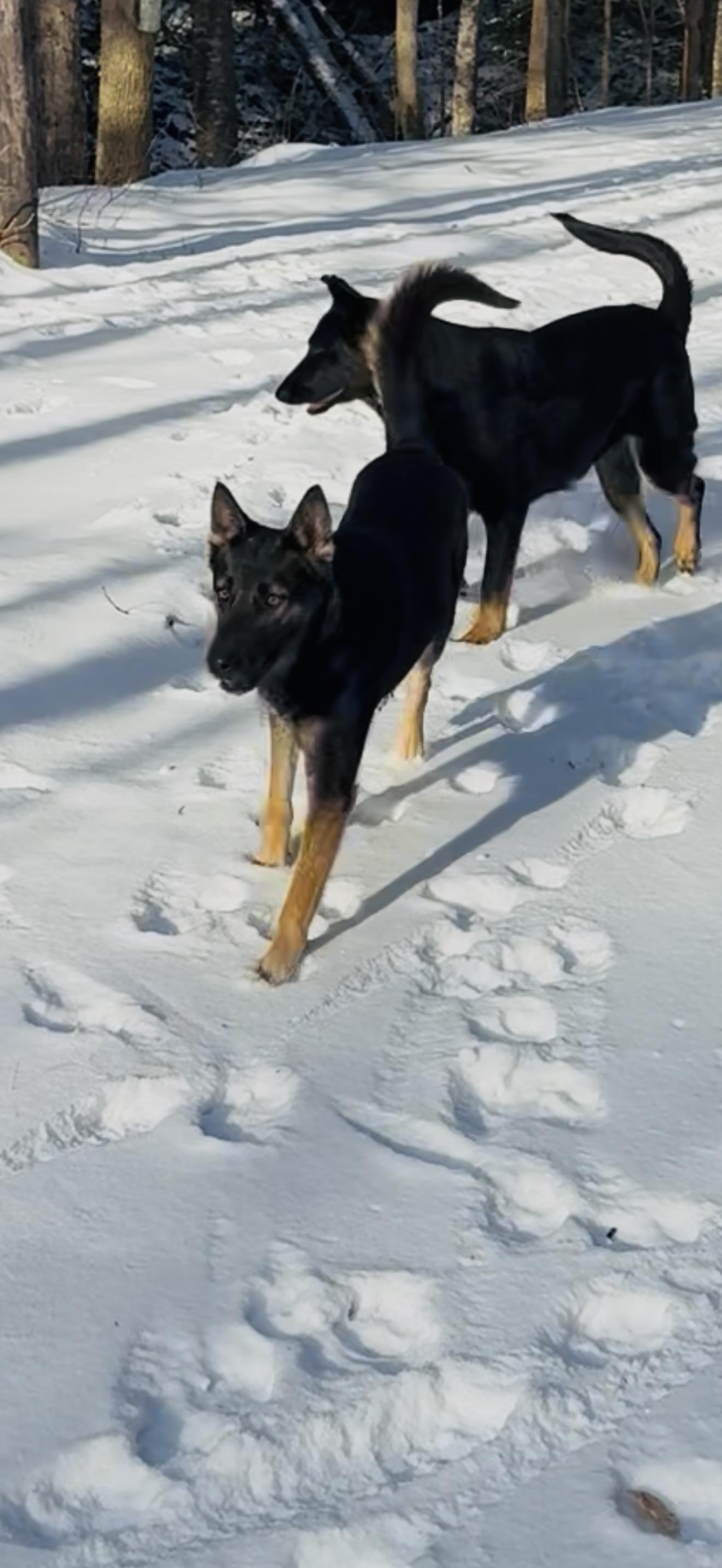 Enlarge Acasha, a ADOPTABLE German Shepherd Dog in Milford, NY image 5/5