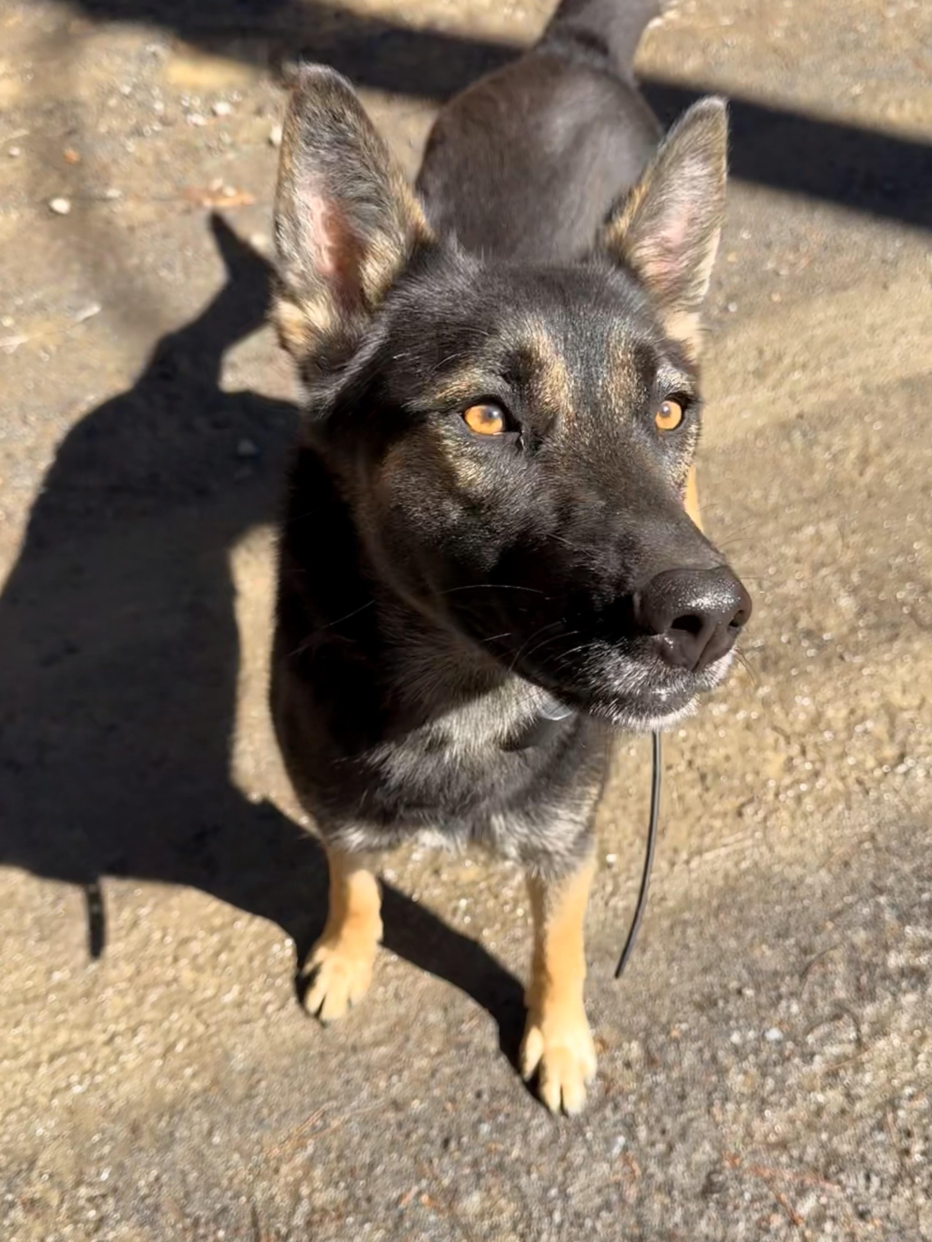 Enlarge Acasha, a ADOPTABLE German Shepherd Dog in Milford, NY image 3/5