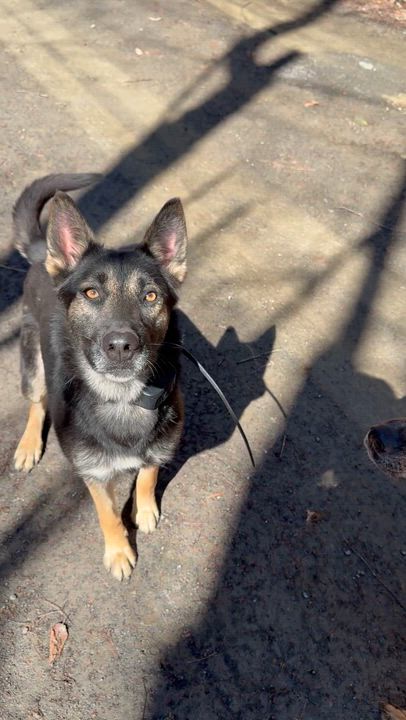 Enlarge Acasha, a ADOPTABLE German Shepherd Dog in Milford, NY video 4/5