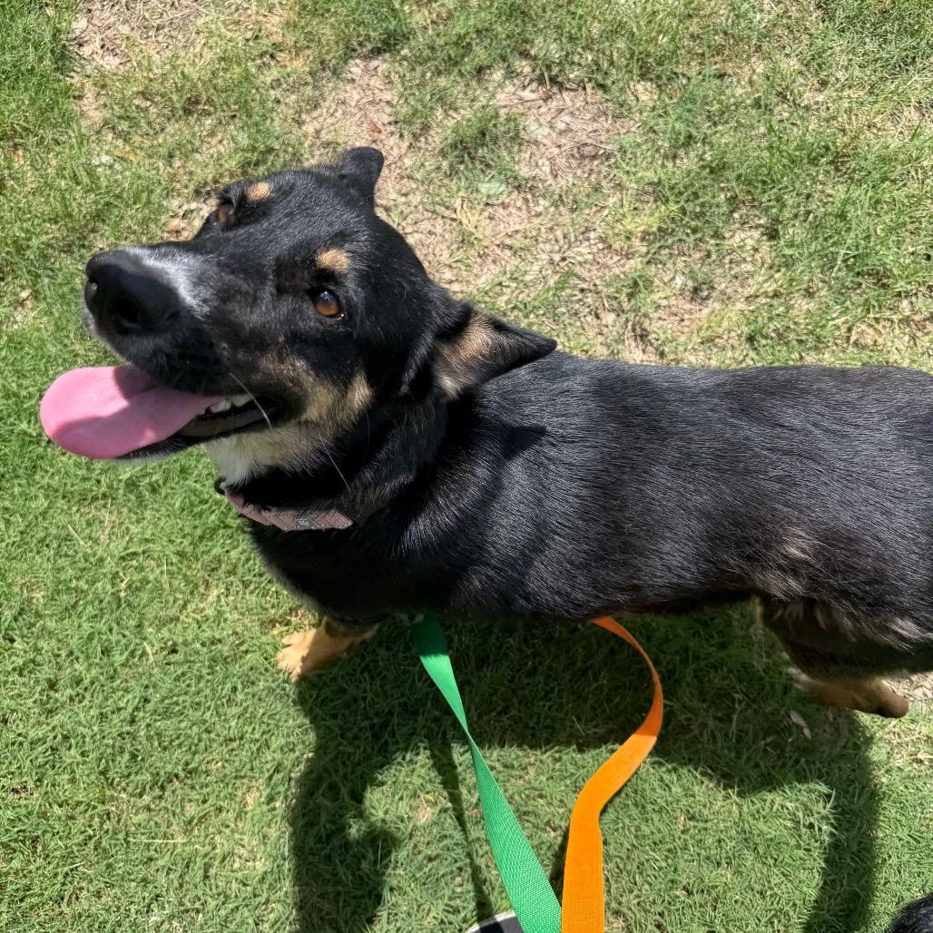 Sally Sue, Adoptable, Young Female Shepherd & Mixed Breed.