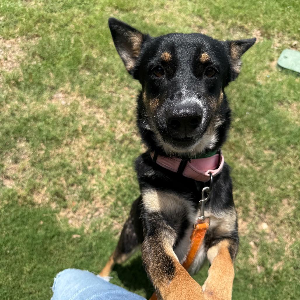 Enlarge Sally Sue, a Adoptable mixed breed in San Antonio, TX image 2/6