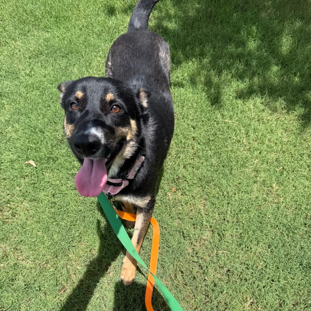Enlarge Sally Sue, a Adoptable mixed breed in San Antonio, TX image 3/6