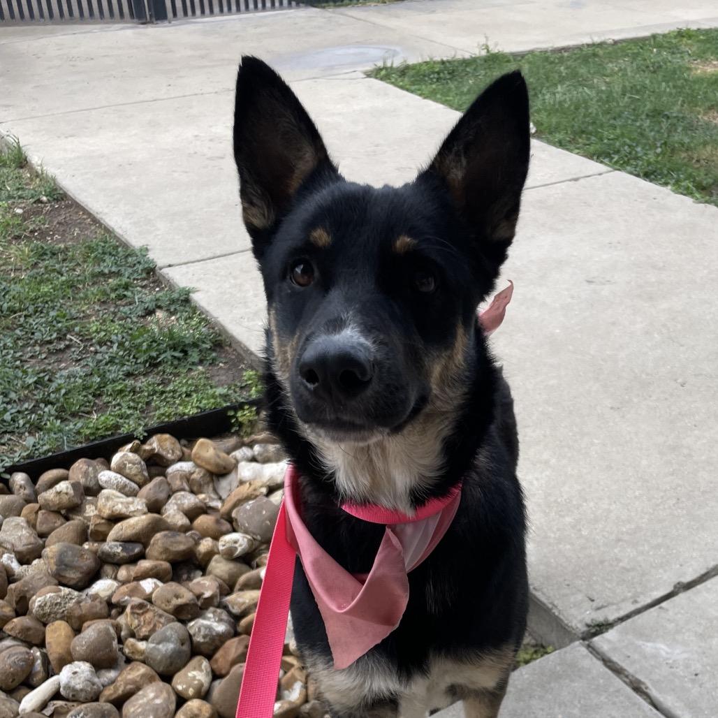 Enlarge Sally Sue, a Adoptable mixed breed in San Antonio, TX image 4/6