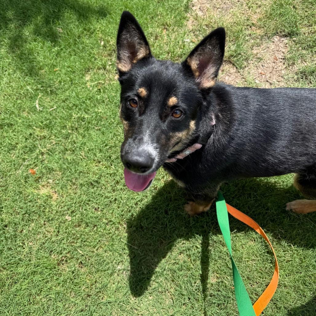 Enlarge Sally Sue, a Adoptable mixed breed in San Antonio, TX image 5/6