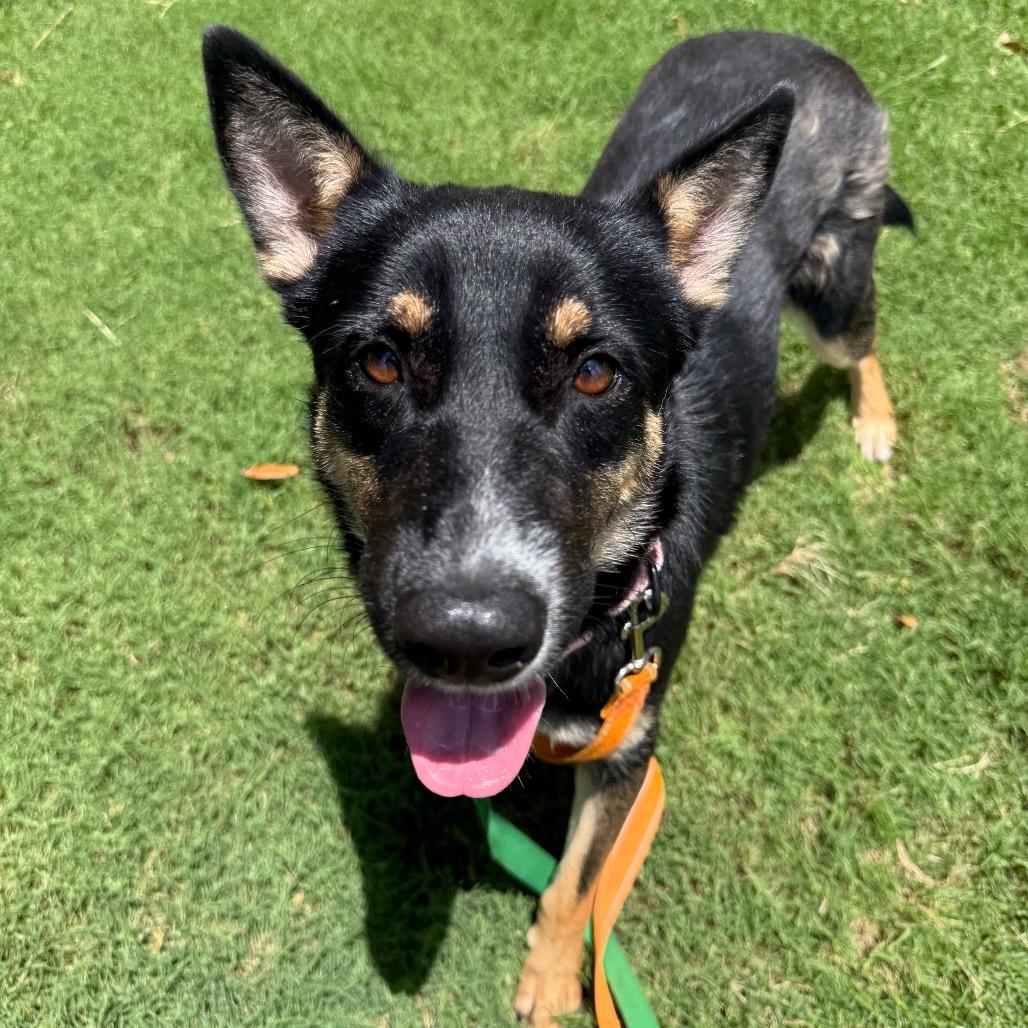 Enlarge Sally Sue, a Adoptable mixed breed in San Antonio, TX image 6/6