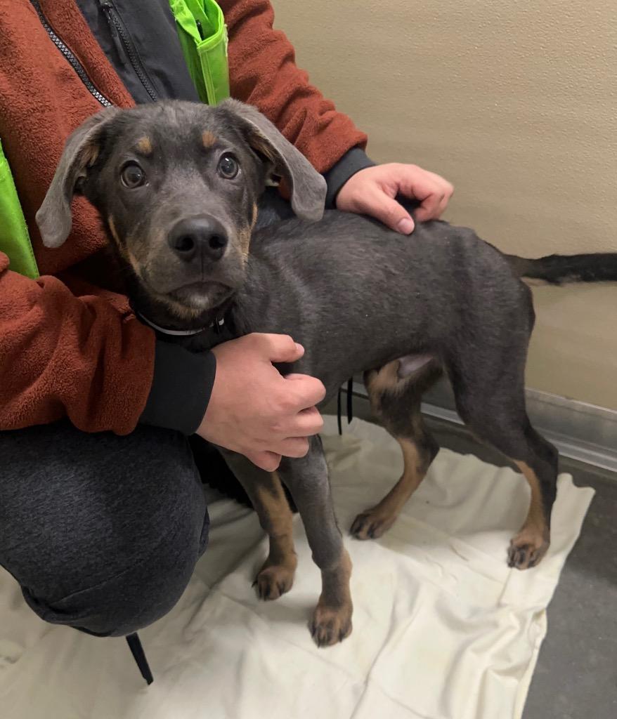 Walle, Adoptable, Puppy Male Husky.