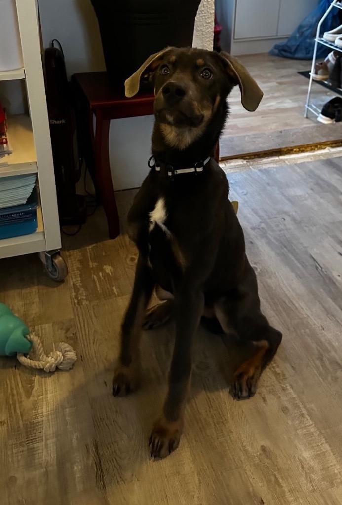 Enlarge Walle, a Adoptable Husky in Yellowknife, NT image 2/2