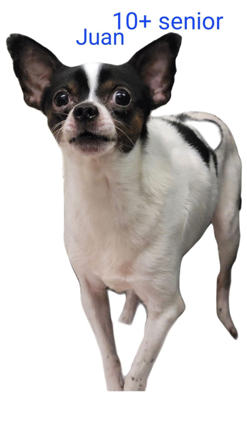 Juan, Adoptable, Senior Male Chihuahua.