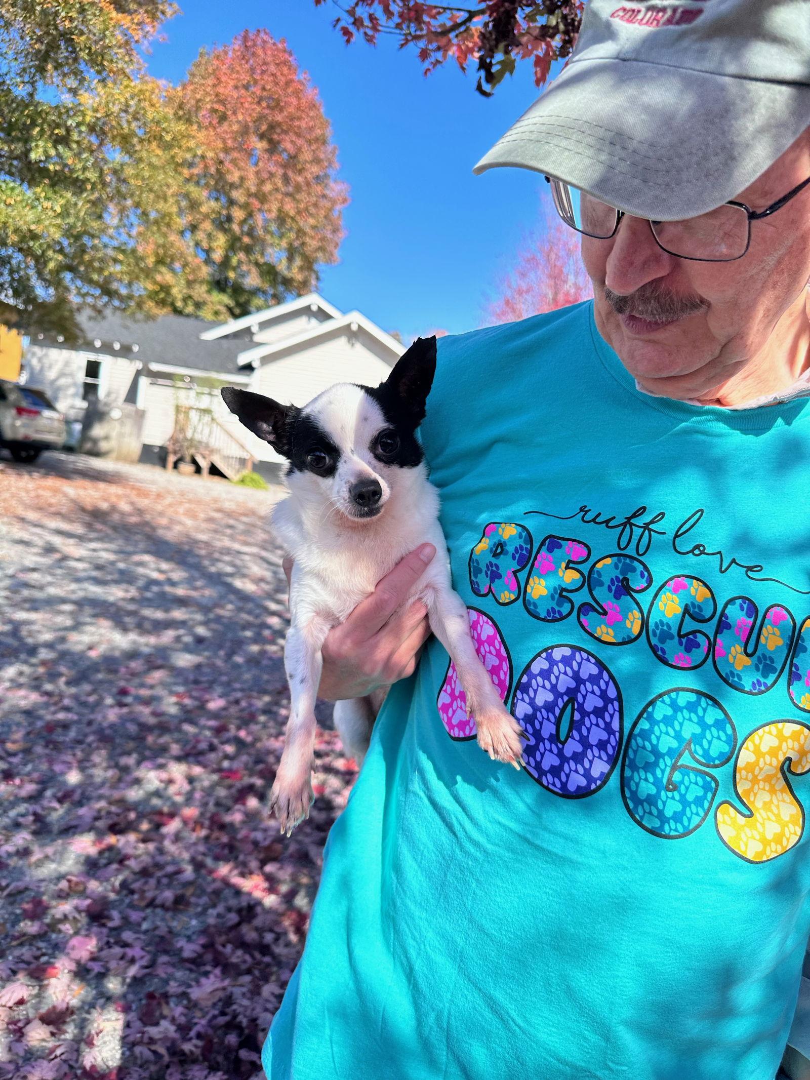 Juan, Adoptable, Senior Male Chihuahua.